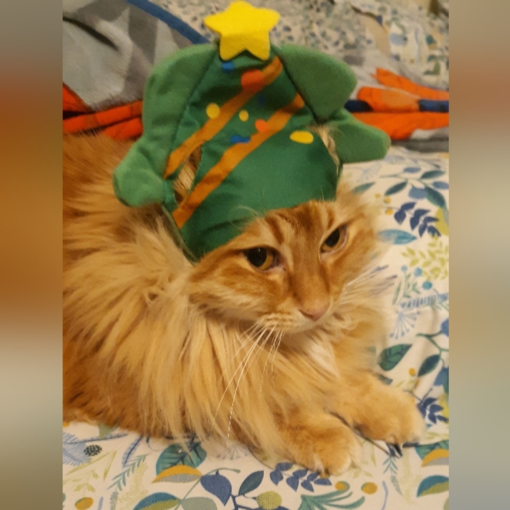 Morning Coffee With @bascalcat - Picture 9 of 16